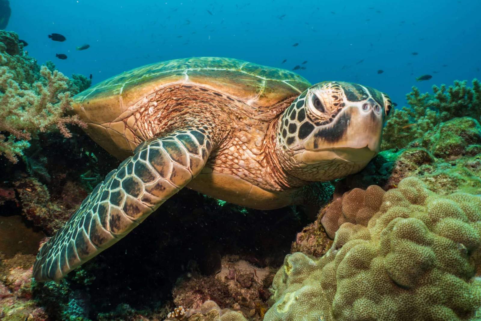 Green sea turtle over coral reef off Balicasag Island, Bohol